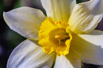 Yellow white Narcissus flower. Narcissus daffodil flowers, green leaves background.