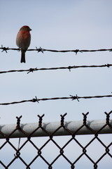 Bird on Alcatraz Island in San Francisco, California