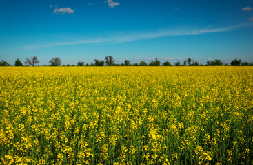 Obraz premium Yellow field rapeseed in bloom. Wide angle view of a beautiful field of bright canola in front of a forest.