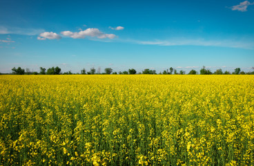 Fototapeta premium Yellow field rapeseed in bloom. Wide angle view of a beautiful field of bright canola in front of a forest.