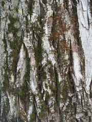 Obraz premium The texture of the wood, the bark of an old tree, copy space.