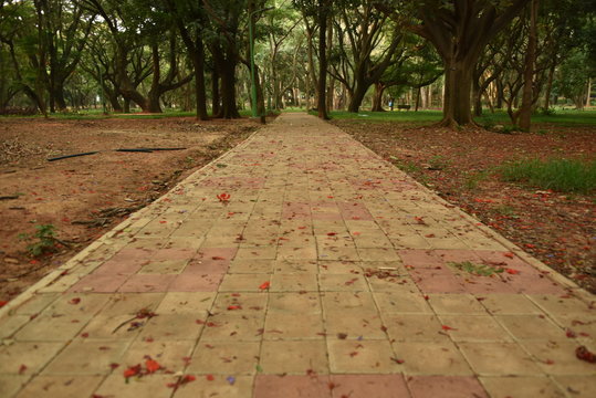 Sri Chamarajendra Park (Cubbon Park), Bangalore, Karnataka