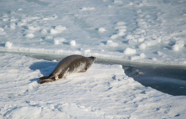 Obraz premium cute seal escaping from human interaction, jumping into the cold water, antarctica