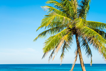 Fototapeta na wymiar Tropical papradise beach with coconut palm tree in morning. Tropical summer beach holiday vacation traveling, resort hotel business concept.