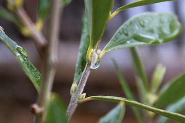 gota 