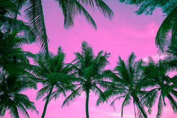 Seaside coconut palm tree in morning background. Tropical summer beach holiday vacation traveling, save the earth concept.