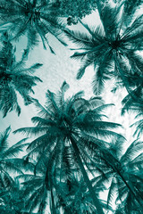 Abstract pattern coconut palm tree leaf background in monochrome tone. Art nature pattern background or tropical summer beach holiday vacation traveling, save environmental concept.