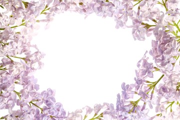 Fototapeta na wymiar Lilac branch blossoming flower isolated on white, spring season.