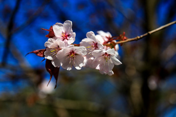 Fototapeta na wymiar Cherry blossom branch in bloom. Close-up of sakura flowers on blurred bokeh background. Soft focus macro floral photography. Garden on sunny spring day. Shallow depth of field.