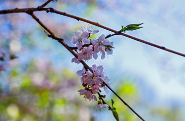 Cherry blossom branch in bloom. Closeup of sakura flowers on blurred bokeh background. Soft focus macro floral photography. Garden on sunny spring day. Shallow depth of field.