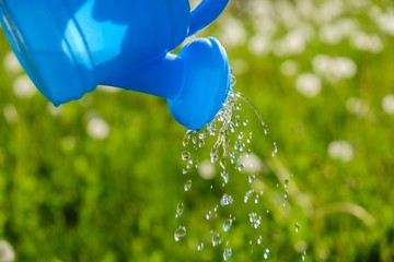 green spring gardening can grass. garden botany.