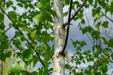  White birch against a rainy sky on a spring day