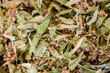 Linden flowers isolated 