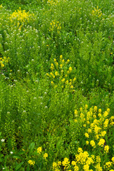 Obraz premium Spring wildflowers