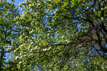 Apple tree in bloom. Branches with white flowers and blue sky. Cherry blossom. Seasonal spring natural background.