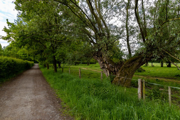 Ein Weg durch den Auenlandschaft in Monheim