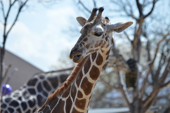 A giraffe in the outdoors