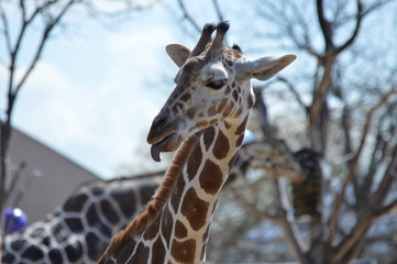 Naklejka premium A giraffe in the outdoors