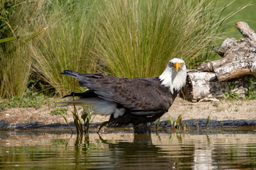 Bald eagle in water