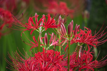red flowers in the garden