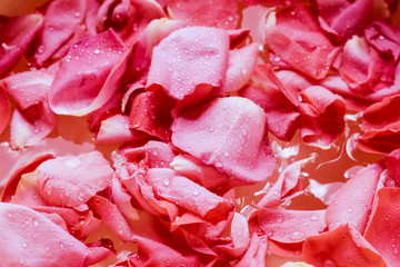 Red rose petals on wooden background