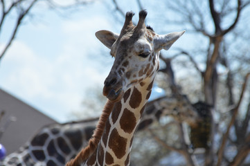 A giraffe in the outdoors
