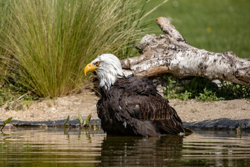 bald eagle by a lake