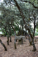 Holmoak (azinheira) of Saint Leonardo da Galafura, at Douro Region in northern Portugal