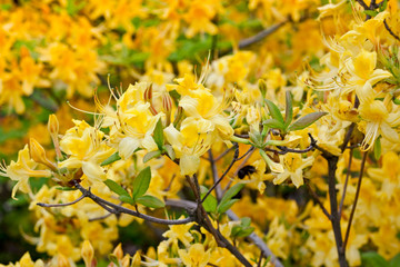 Yellow azaleas in city botanical garden
