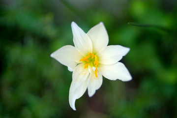 Close up view of yellow flower blooming