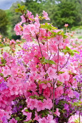 Naklejka premium Pink azaleas in city botanical garden
