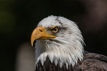 portrait of an american bald eagle