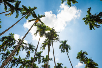 Fototapeta na wymiar Areca nut or Betel Nuts palm tree with blue sky and clouds background in Thailand. Agriculture plantation or tropical summer beach holiday vacation traveling, resort hotel business concept.