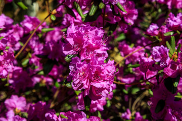 Bush of purple flowers surrounded by greenery. Blooming blossom on blurred green background.  Spring garden in bloom on sunny day. Soft focus floral photography. Shallow depth of field.