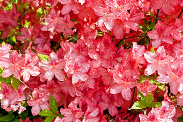 Coral azaleas in city botanical garden