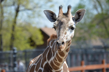 A giraffe in the outdoors