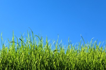 Gras vor blauem Himmel