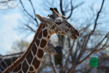 A giraffe in the outdoors