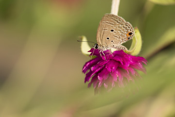 Small butterfly