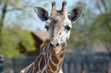 A giraffe in the outdoors