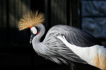grey crowned crane