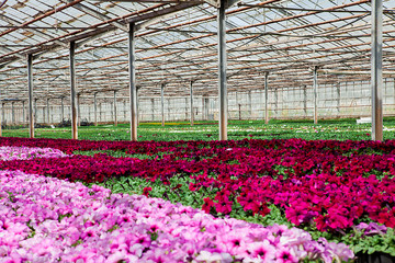 Flowers of colored  in a greenhouse