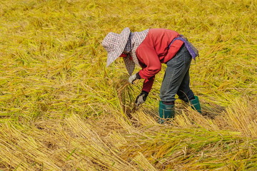 Naklejka na ściany i meble view of Thai Farmer reaping, cut rice paddy by Sickle in rice field, farmer in Doi Nang Non, Maesai District, Chiang Rai, northern of Thailand.