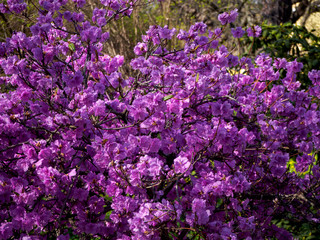 Obraz premium Blurred photo of bush of purple flowers. Botanical background. Defocused blooming blossoms. Spring garden in bloom on sunny day. Soft focus floral photography. Shallow depth of field.