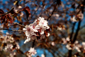 Cherry blossom branch in bloom. Close-up of sakura flowers on blurred bokeh background. Soft focus macro floral photography. Garden on sunny spring day. Shallow depth of field. 