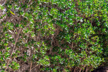 Naklejka na ściany i meble green bush with long leaves on the whole frame
