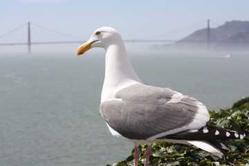 Gull Overlooking Golden Gate Bridge and San Francisco Bay in San Francisco, California 