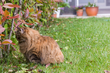 Naklejka na ściany i meble Siberian breed of cat resting in a garden, purebred feline of livestock looking the hedge