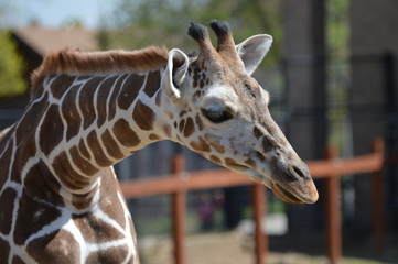 A giraffe in the outdoors
