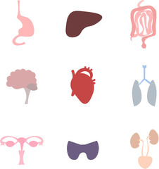 Organs of the human body. Anatomical image. Digestive, excretory, respiratory, endocrine systems. Brain, heart.